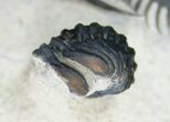 Bizarre Trident Walliserops Trilobite - #9534-5